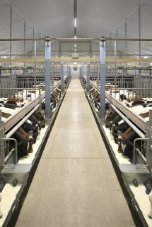 Your innovative and sustainable calf barn