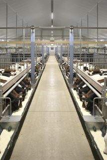 Votre étable à veaux innovante et durable