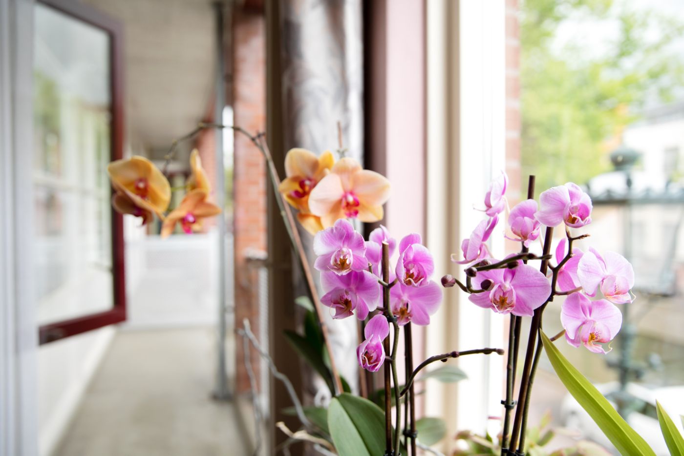 Detail bloemen orchidee raam woning Roze en oranje orchidee bloemen voor een raam binnen in huis met uitzicht naar buiten.