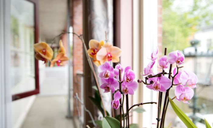 Detail bloemen orchidee raam woning Roze en oranje orchidee bloemen voor een raam binnen in huis met uitzicht naar buiten.