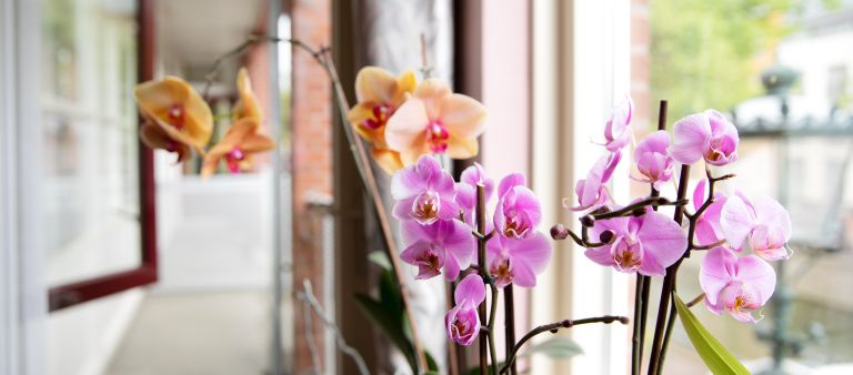 Detail bloemen orchidee raam woning Roze en oranje orchidee bloemen voor een raam binnen in huis met uitzicht naar buiten.