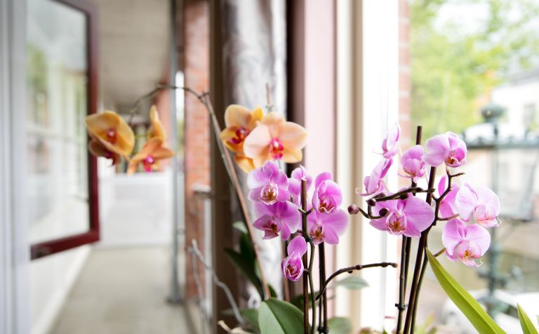 Detail bloemen orchidee raam woning Roze en oranje orchidee bloemen voor een raam binnen in huis met uitzicht naar buiten.